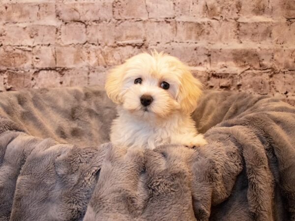 Coton De Tulear- Available 5/18-DOG-Female-White-1209-PetCenter Old Bridge, New Jersey
