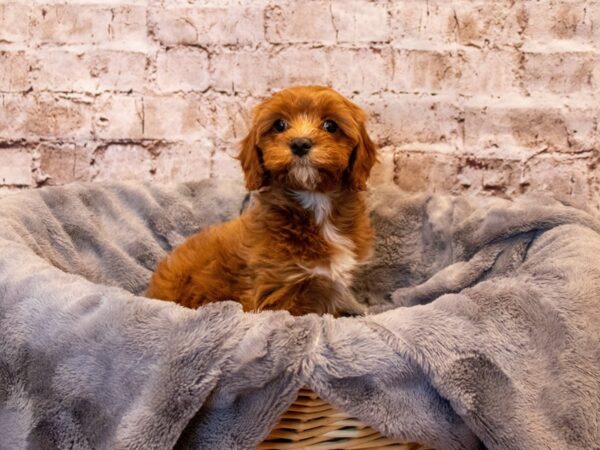 Cavapoo- Available 5/18-DOG-Female-Red-1211-PetCenter Old Bridge, New Jersey