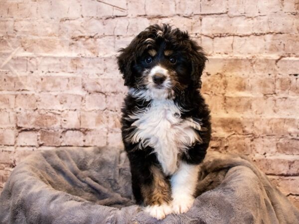 Mini Bernadoodle- Available 5/18-DOG-Male-Black Tan / White-1210-PetCenter Old Bridge, New Jersey
