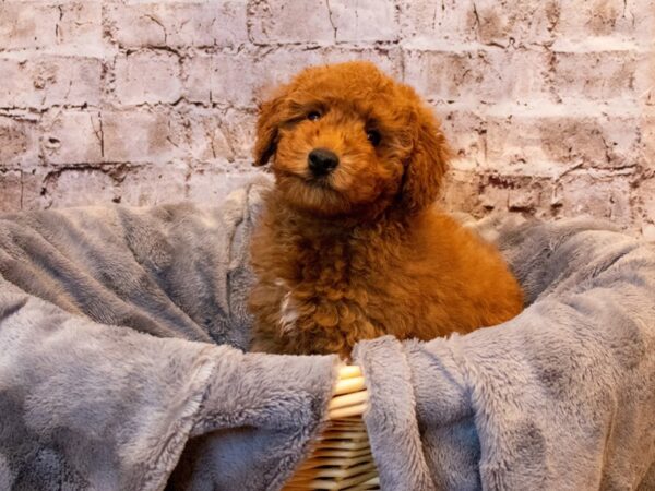 Poodle- Available 5/18-DOG-Male-Red-1207-PetCenter Old Bridge, New Jersey