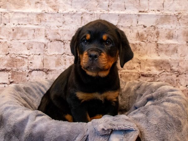 Rottweiler- Available 5/18-DOG-Female-Black / Tan-1213-PetCenter Old Bridge, New Jersey