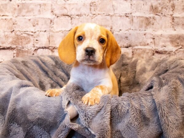 Beagle- Available 5/18-DOG-Male-Lemon and White-1215-PetCenter Old Bridge, New Jersey