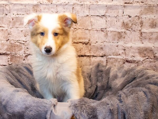 Shetland Sheepdog- Available 5/18-DOG-Male-White and Sable-1219-PetCenter Old Bridge, New Jersey