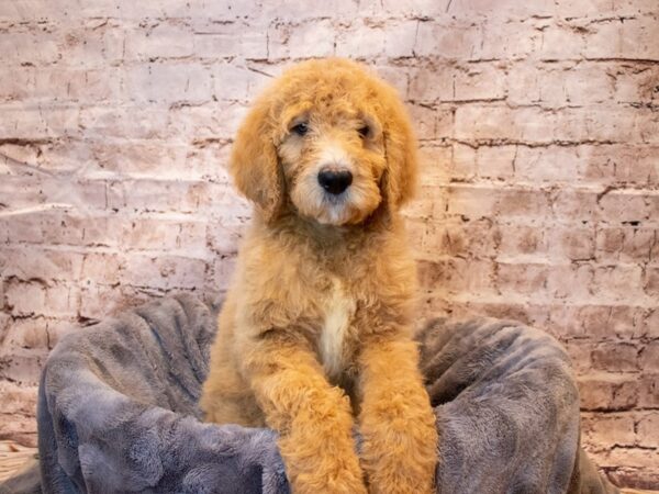 Goldendoodle- Available 5/18-DOG-Male-Apricot-1217-PetCenter Old Bridge, New Jersey