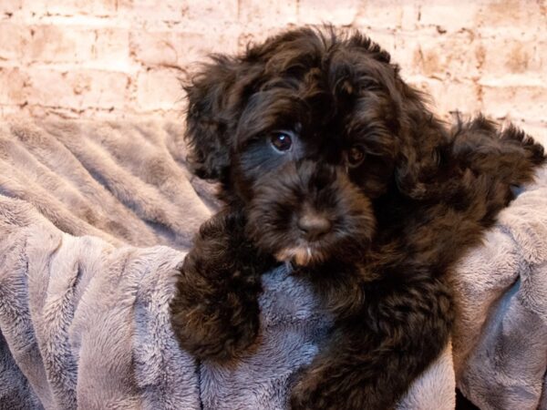 Mini Aussiedoodle- Available 5/18-DOG-Male-Black-1214-PetCenter Old Bridge, New Jersey
