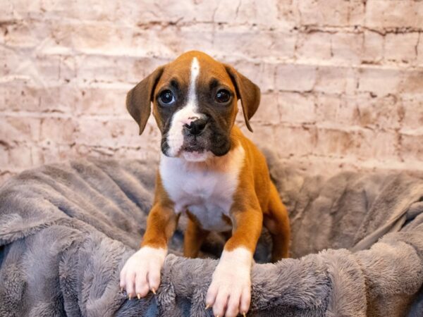 Boxer- Available 5/18-DOG-Female-Fawn-1223-PetCenter Old Bridge, New Jersey