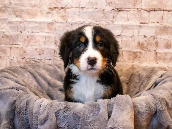 Bernese Mountain Dog- Available 5/18-DOG-Male-Black Rust and White-1224-PetCenter Old Bridge, New Jersey
