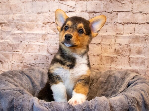 Pembroke Welsh Corgi- Available 5/18-DOG-Male-Black and Tan-1221-PetCenter Old Bridge, New Jersey