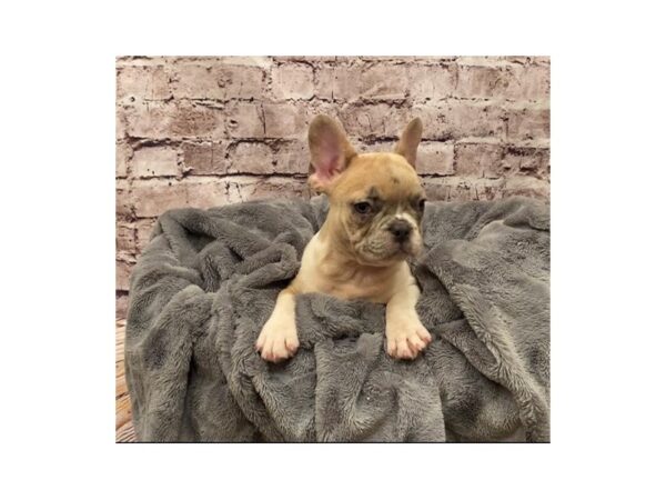 French Bulldog- Available 5/18-DOG-Female-Lilac-1216-PetCenter Old Bridge, New Jersey