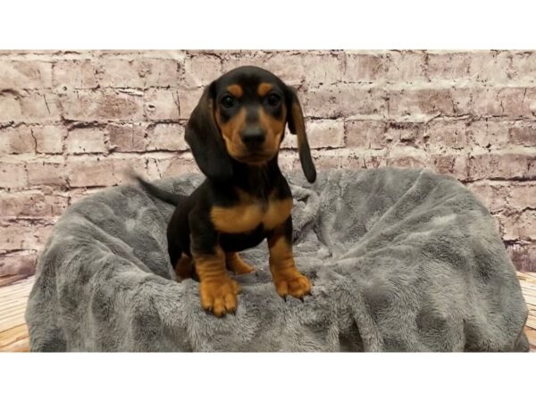 Dachshund- Available 5/18-DOG-Male-Black and Tan-1225-PetCenter Old Bridge, New Jersey
