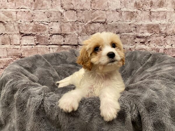 Cavachon- Available 5/18-DOG-Female-White and Apricot-1218-PetCenter Old Bridge, New Jersey
