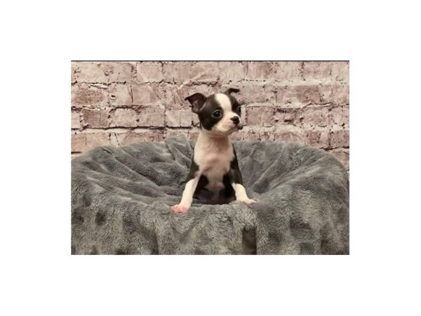 Boston Terrier- Available 5/18-DOG-Female-Black and White-1222-PetCenter Old Bridge, New Jersey