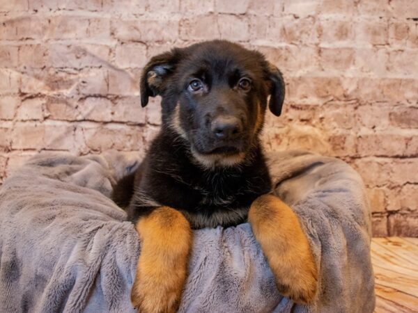 German Shepherd- Available 5/25-DOG-Male-Black / Tan-1230-PetCenter Old Bridge, New Jersey