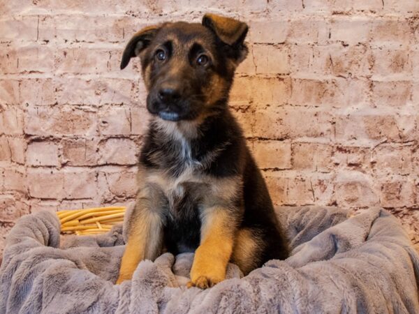 German Shepherd- Available 5/25-DOG-Female-Black / Red-1234-PetCenter Old Bridge, New Jersey