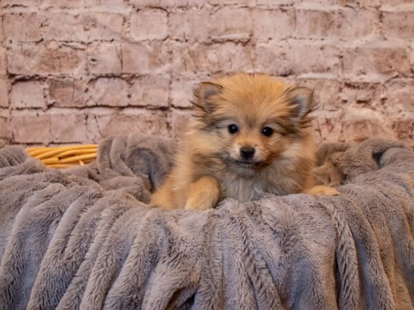 Pomeranian- Available 5/25-DOG-Female-Sable-1233-PetCenter Old Bridge, New Jersey