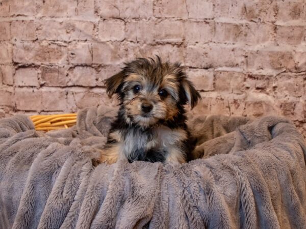Morkie- Available 5/25-DOG-Female-Black / Tan-1231-PetCenter Old Bridge, New Jersey