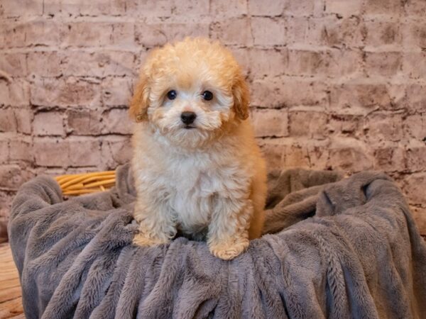 Poodle- Available 5/25-DOG-Male-Apricot-1232-PetCenter Old Bridge, New Jersey