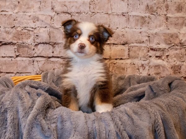 Miniature American Shepherd- Available 5/25-DOG-Male-Red-1238-PetCenter Old Bridge, New Jersey