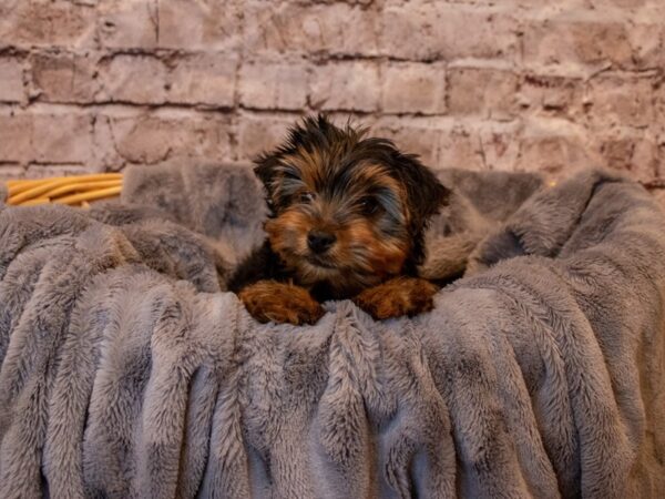 Yorkshire Terrier- Available 5/25-DOG-Male-Black and Gold-1235-PetCenter Old Bridge, New Jersey
