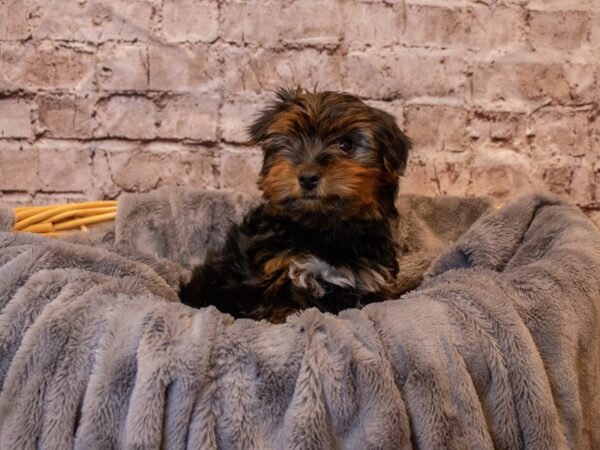 Yorkshire Terrier- Available 5/25-DOG-Male-Black and Gold-1236-PetCenter Old Bridge, New Jersey