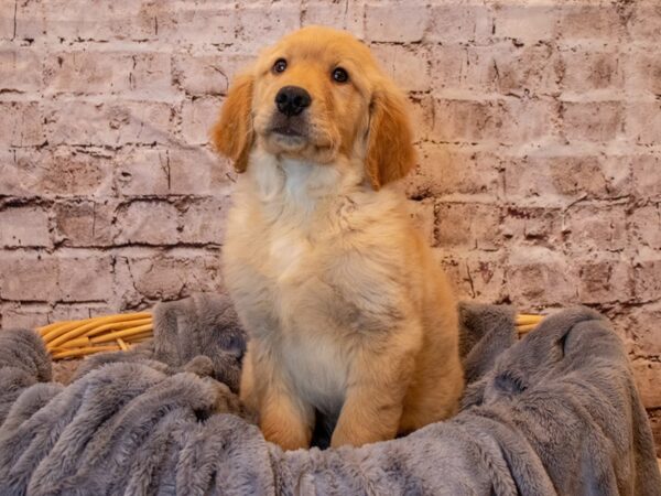 Golden Retriever- Available 5/25-DOG-Male-Golden-1243-PetCenter Old Bridge, New Jersey