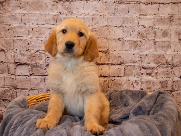 Golden Retriever- Available 5/25-DOG-Female-Golden-1242-PetCenter Old Bridge, New Jersey