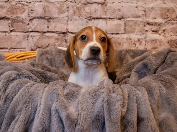 Beagle- Available 5/25-DOG-Male-Black Red and White-1240-PetCenter Old Bridge, New Jersey