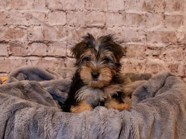 Morkie- Available 5/25-DOG-Male-Black and Tan-1241-PetCenter Old Bridge, New Jersey