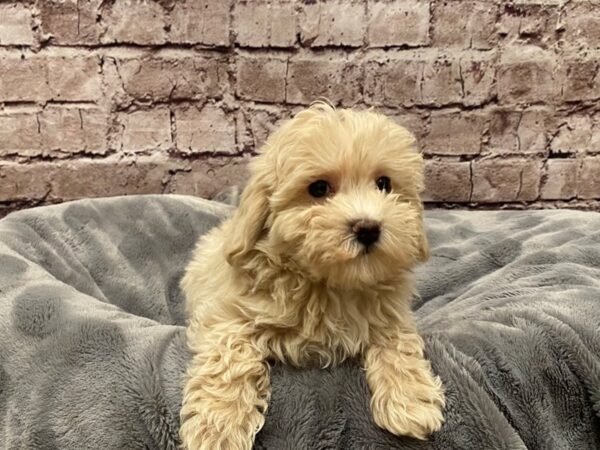 Malti-Poo- Available 5/25-DOG-Male-Apricot-1237-PetCenter Old Bridge, New Jersey