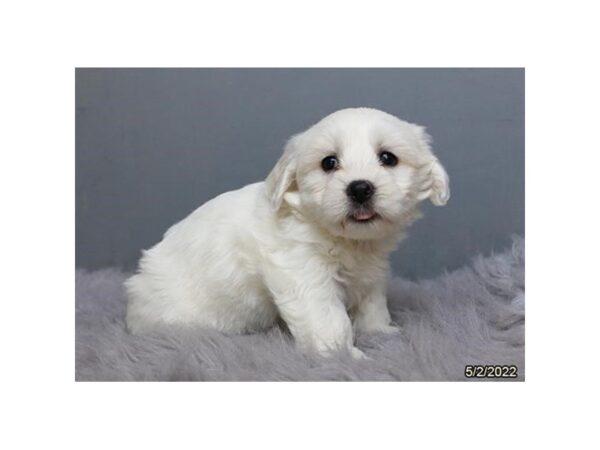 Coton De Tulear- Available 6/1-DOG-Male-White-1251-PetCenter Old Bridge, New Jersey