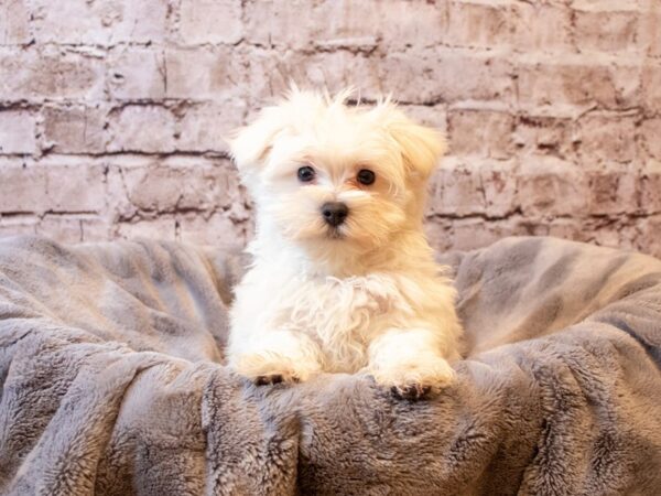 Maltese- Available 6/1-DOG-Male-White-1250-PetCenter Old Bridge, New Jersey