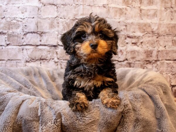 Cavapoo- Available 6/1-DOG-Male-Black / Tan-1248-PetCenter Old Bridge, New Jersey