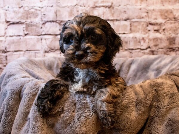 Cockapoo- Available 6/1-DOG-Male-Blue Roan-1249-PetCenter Old Bridge, New Jersey