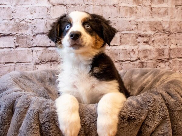 Australian Shepherd-DOG-Male-Black and White-1261-PetCenter Old Bridge, New Jersey
