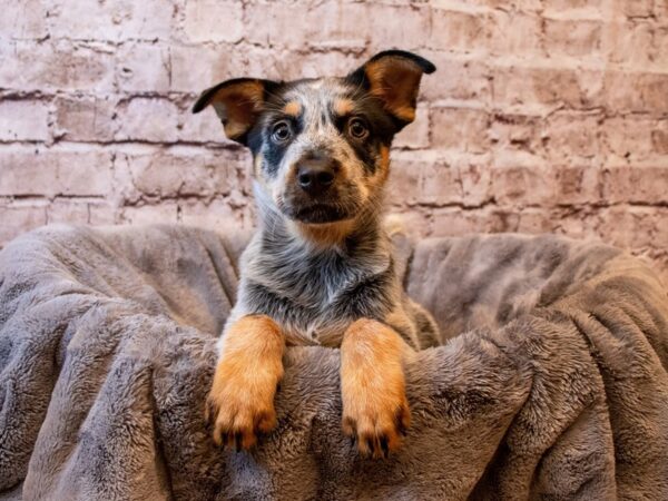 Australian Cattle Dog-DOG-Male-Blue Mottled-1262-PetCenter Old Bridge, New Jersey
