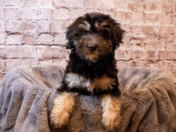 Aussiedoodle-DOG-Female-Bi-Color-1260-PetCenter Old Bridge, New Jersey