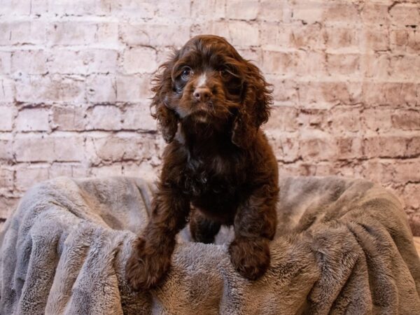 Cocker Spaniel-DOG-Female-Brown-1259-PetCenter Old Bridge, New Jersey