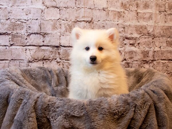 American Eskimo-DOG-Male-White-1263-PetCenter Old Bridge, New Jersey