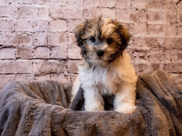 Teddy Bear- Available 6/1-DOG-Male-Sable / White-1252-PetCenter Old Bridge, New Jersey
