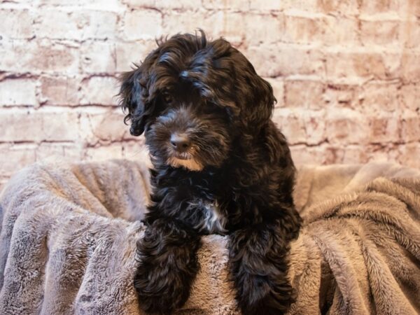 Mini Goldendoodle- Available 6/1-DOG-Female-Black-1254-PetCenter Old Bridge, New Jersey