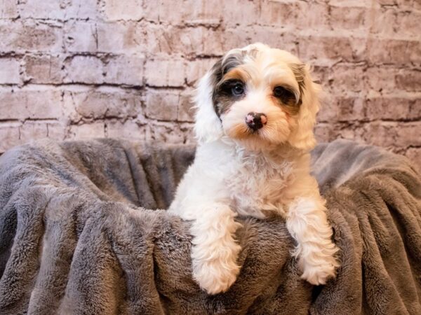 Cavapoo- Available 6/1-DOG-Female-White-1247-PetCenter Old Bridge, New Jersey