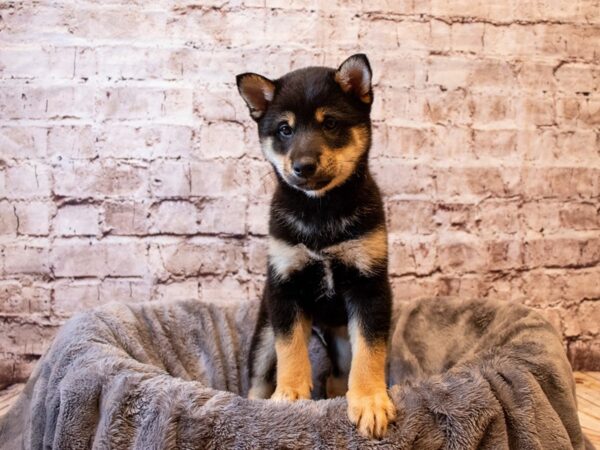 Shiba Inu-DOG-Male-Black and Tan-1264-PetCenter Old Bridge, New Jersey