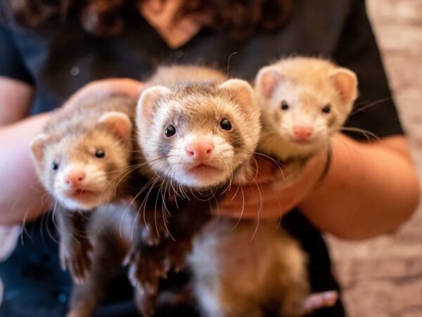 Marshall Ferret-FERRET---F-1090-PetCenter Old Bridge, New Jersey