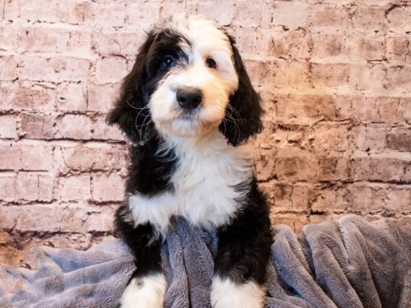 Old English Sheepadoodle- Available 6/8-DOG-Male-Black / White-1282-PetCenter Old Bridge, New Jersey