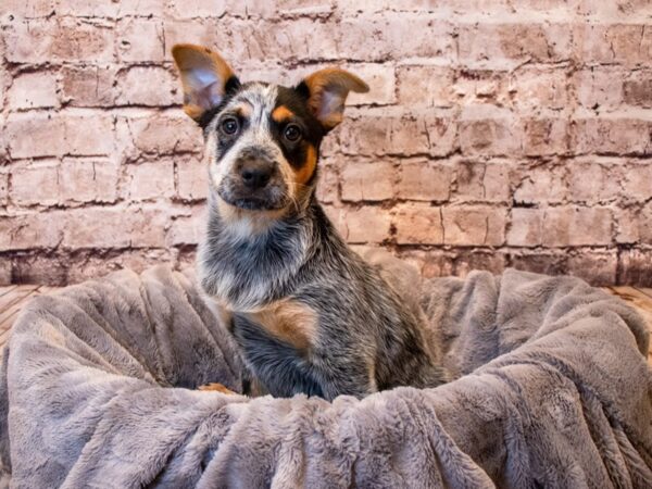 Australian Cattle Dog- Available 6/8-DOG-Female-Blue Mottled-1292-PetCenter Old Bridge, New Jersey