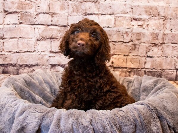 Labradoodle- Available 6/8-DOG-Female-Brown-1286-PetCenter Old Bridge, New Jersey