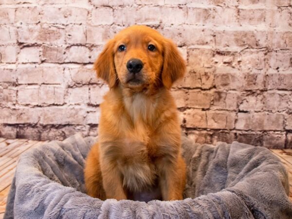 Golden Retriever- Available 6/8-DOG-Male-Golden-1291-PetCenter Old Bridge, New Jersey