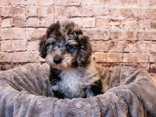Poodle- Available 6/8-DOG-Male-Blue Merle-1283-PetCenter Old Bridge, New Jersey