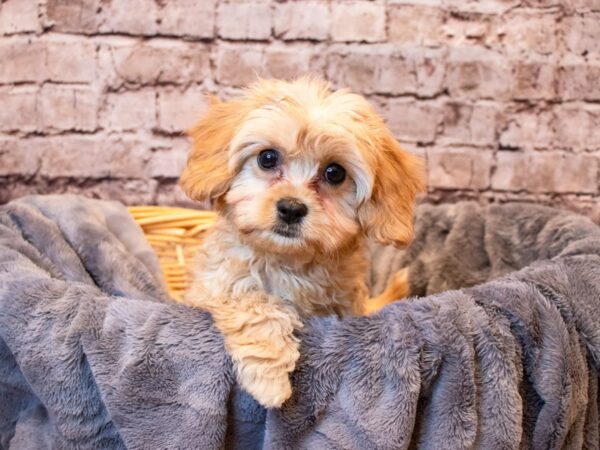Cavachon- Available 6/8-DOG-Male-Apricot-1279-PetCenter Old Bridge, New Jersey