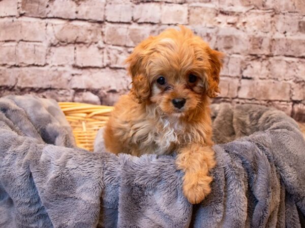 Cavapoo- Available 6/8-DOG-Male-Red-1280-PetCenter Old Bridge, New Jersey